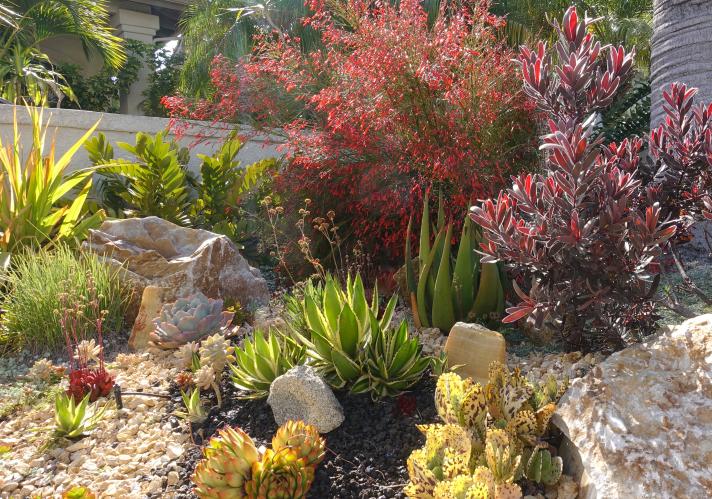 Example of xeriscape garden with drought-resistant and local plants.